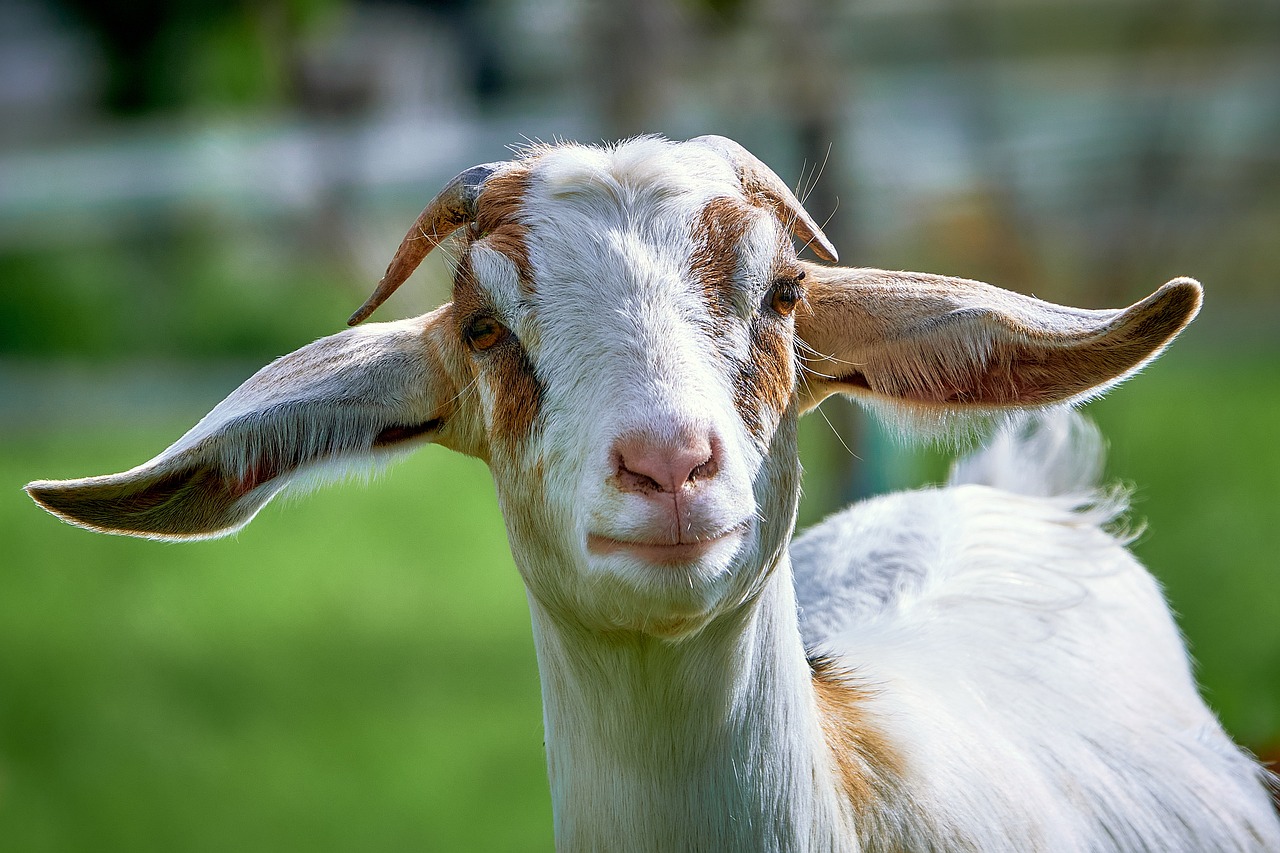 goat, billy goat, domestic goat-7477067.jpg