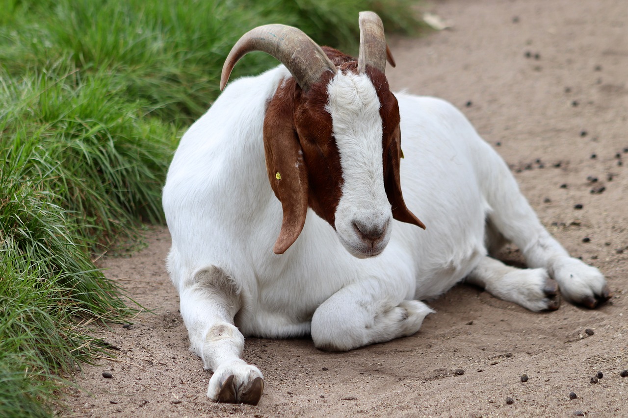 goat, domestic goat, capra aegarus-7506792.jpg