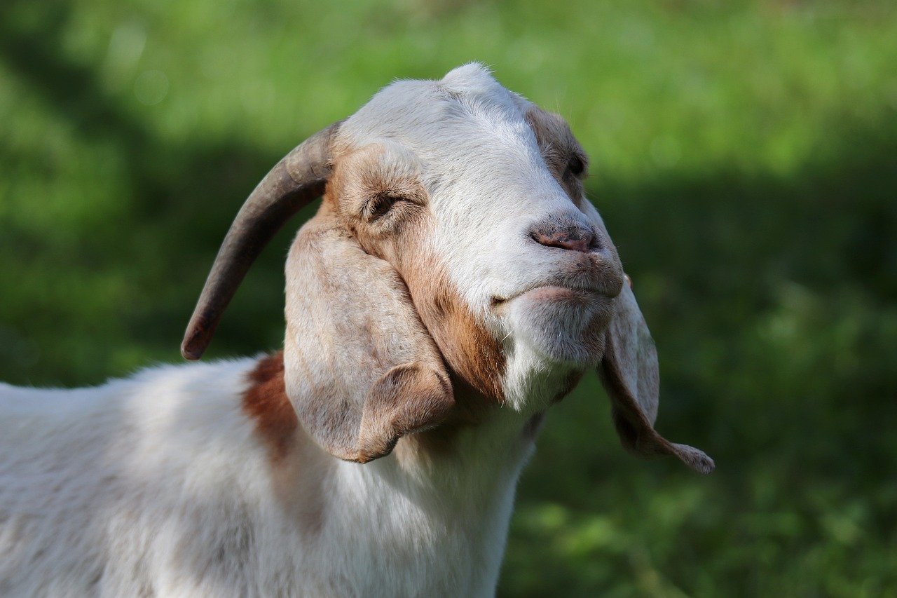 goat, domestic goat, horns-8297541.jpg