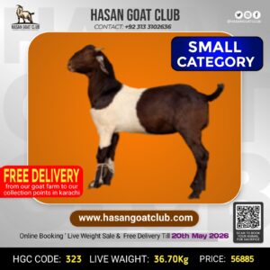 HGC-323