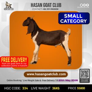 HGC-334