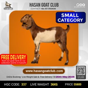 HGC-337