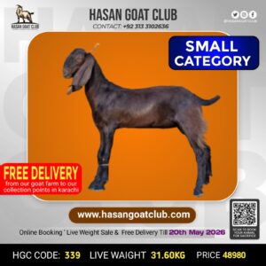 HGC-339
