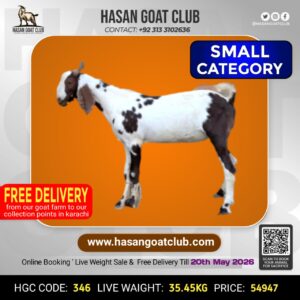 HGC-346