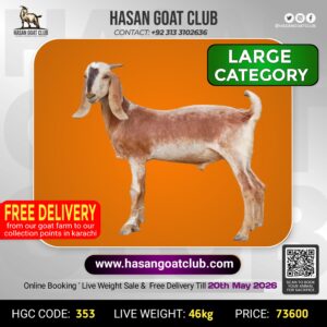HGC-353