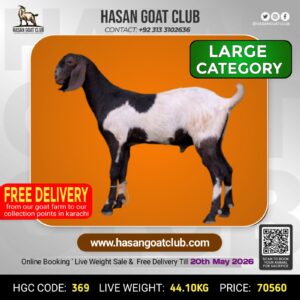 HGC-369