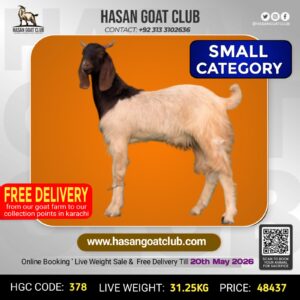 HGC-378