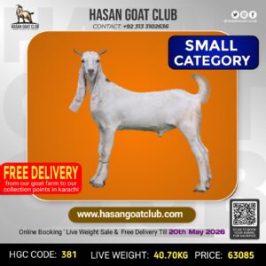 HGC-381