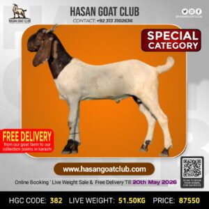 HGC-382