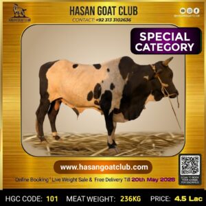 HGC-COW-101