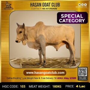 HGC-COW-103